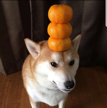 orang doggo