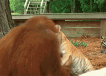 Orangutan adopts a baby tiger and bottle feeds it like a mother