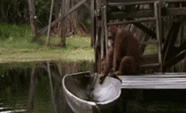 Orangutan steals boat
