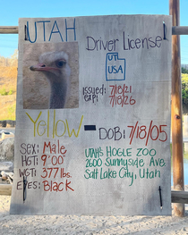 Ostrich turns  AND passes drivers test