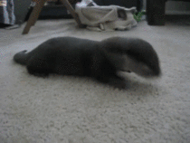 Otter Attack