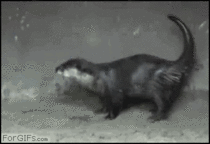 Otter dance