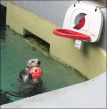 Otter makes a slam dunk