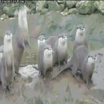 Otter party