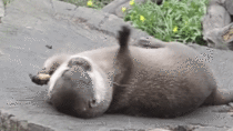Otter tosses rock between his paws