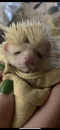 Our albino hedgehog is like a grumpy old man