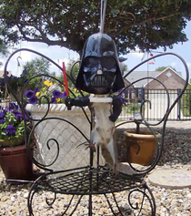 Our backyard is a little on the Dark Side