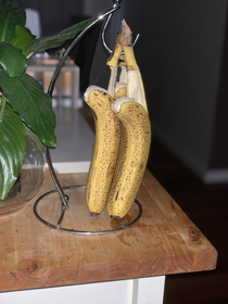 Our bananas committed suicide overnight