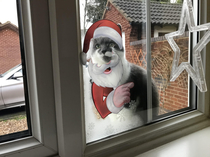 Our cat always wants to come in through the window so we made it festive
