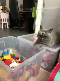 Our cat is very excited to play along with Duplo blocks