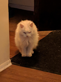 Our cat looks like she just came in from Skynet