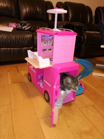 Our cat loves the new Barbie camper van that Santa brought 