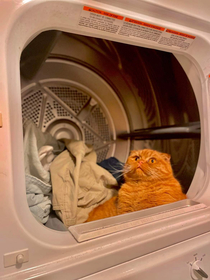 Our cat now lives in our dryer