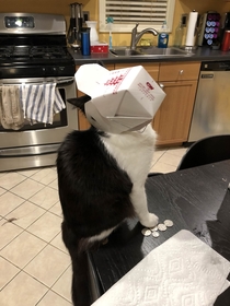 Our cat tried to steal our Chinese leftovers