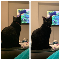 Our cat watching tv for cats