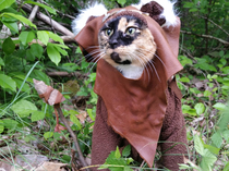 Our cats are Endor only pets