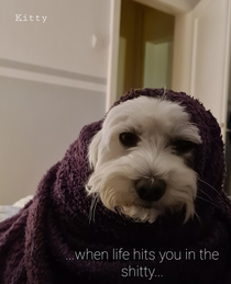 Our dog after shower looked like she just dropped an indy album so I made a cover
