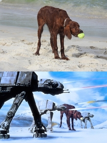 Our dog at the beach The resemblance was uncanny