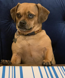 Our dog comes and sits at the dinner table with us and looks like Judge Judy while doing so