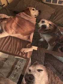 Our dog has a blanket with pictures of himself on it