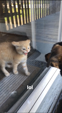 Our dog meeting our new kitty for the first time
