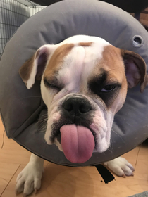 Our dog Olive just got neutered and has had a pain pill