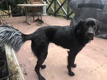 Our dog provided helpful feather texturing in our newly painted room