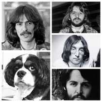 Our dog was groomed today and when I told my husband He looks like one of the Beatles he made this image for me