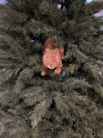 Our dogs toy got stuck in our tree and the stars aligned Reference to National Lampoons Christmas Vacation - 
