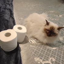 Our Emergency stockpile of toilet paper is down to  rolls and a soft cat renamed Twin-ply
