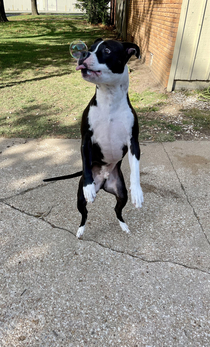 Our good boy that loves bubbles OC