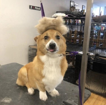 Our groomer made a toupee out of our corgis hair Derp mode activated