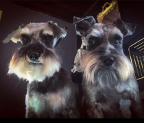 Our groomer took a pic of our dogs Their viking metal album drops next week I guess