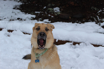 Our huskylab mix saw snow for her first time today can you tell that shes excited