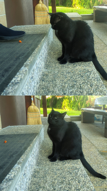 Our neighbours cat likes to hang out at our place and he was incredibly curious in what my mother was eating as he wouldnt stop meowing She jokingly gave him a small piece of apricot but his face says it all