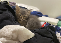 Our new foster baby is making it impossible to fold the laundry