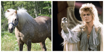 Our new pony Goldie reminds me of David Bowie in Labyrinth
