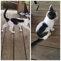 Our newest stray Any ideas for a name