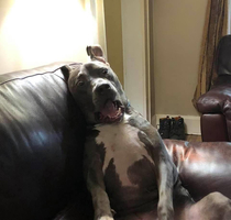 Our other dog destroyed his favorite toy and this is how he watched in horror