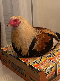 Our Pet Rooster Found His Way Inside the House