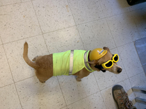 Our Project Mascot Suzy with her high visibility vest hard hat and goggles