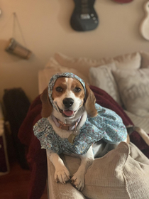Our puppy just turned  My mom decided to dress her Now she looks 