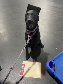 Our Puppys Graduation from training photo We are so proud