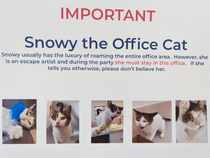 Our shelter threw a little party for our donors We had to inform them about our office cats quirks