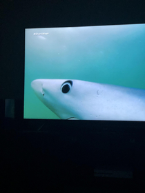 Our TV froze shark week at the right time