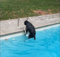 Out of nowhere my dog decided today was the day he used the tiny ladder instead of the stairs to get out of the pool for some reason