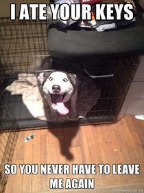 Overly Attached Husky
