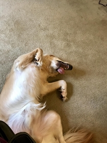 Overly Dramatic Golden Retriever plays dead