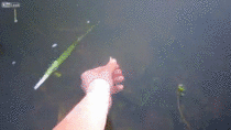Overly Manly Man fishes with his hand
