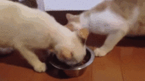 overly polite cats  sharing dinner